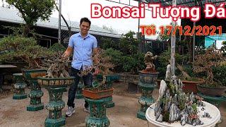 Tuyển chọn hàng Bonsai đẹp vườn Tượng Đá phục vụ hàng chơi tết