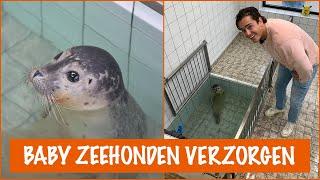 Gewonde zeehondjes voeren in de Ecomare! | DierenpraatTV