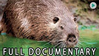 WILD AMERICA: OLD MAN MUSKRAT  Full Exclusive Documentary Premiere  English HD 2025