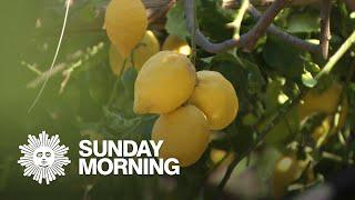 Growing lemons on the Amalfi Coast