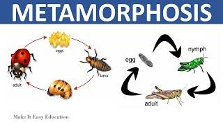 METAMORPHOSIS || COMPLETE AND INCOMPLETE METAMORPHOSIS || SCIENCE EDUCATIONAL VIDEO FOR KIDS