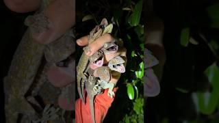 I got yoinked #snake#youtube#viral#wildlife#animals#alligator#everglades#crocodile#crazy