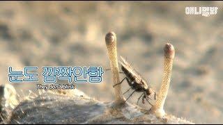 [동물속담탐구3] 마파람에 게눈을 감추는 건 얼만큼 빠른 것이쥬?!  l Very quick just like a crab hiding his eyes in the wind..?