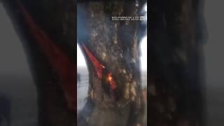 Lightning Causes Tree to Catch Fire on the Inside #lightning #storm  #theweathernetwork #fire