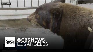 Bear breaks into Sierra Madre home and leaves trail of destruction