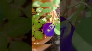 Butterfly Pea flowers  #shankupushpam #Asian pigeonwings#bluebellvine #Clitoriaternatea #Aparajita