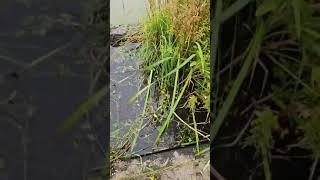 Kleiner Überblick an der Burg Stammeln, Zintlinge, Wasserbecken und Obstbäume