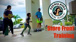 Store Front DESENSITIZATION TRAINING | Mini Schnauzer | Naples FL