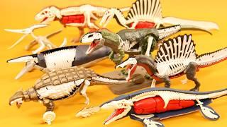 Dinosaur Disassembly Model Kits