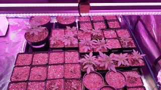 Multi Strain Update (Exotic Genetix, 3rd Coast,Penthouse,Greenhouse seeds,silent seeds AND MORE!