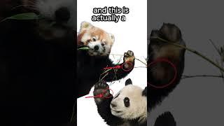 Pandas have FALSE thumbs!#animals #animalfacts #shorts