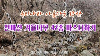 한국의 나무 - 3월 천마산 겨울나무 42종 마스터하기, 우리나라 아름다운 강산