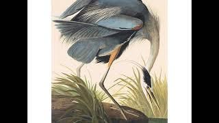 Mirador Magazine - The Great Blue Heron