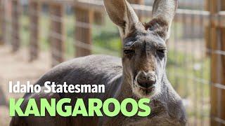 Two Kangaroos Call This Idaho Farm Home