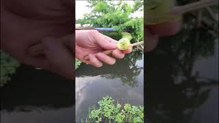 micro fishing rod #fishing #guppy #lanvlogs #lavlog #fish