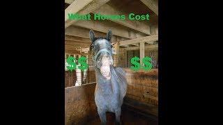"What Do Horses Cost?" The REAL Story