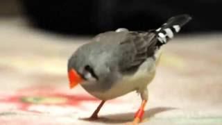 Амадина - прикольная птица)))) zebra finches funny bird )))))