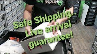 Shipping snakes - A JDH Reptiles how-to...