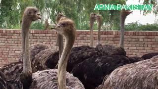 Ostrich farming in Saferabad Pakistan