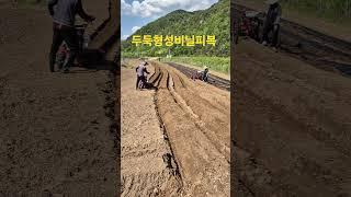 비닐피복 작업