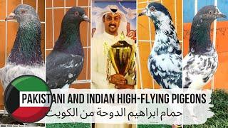 Pakistani and Indian high-flying pigeons | Индийские и Пакистанские высоколётные голуби, Кувейт