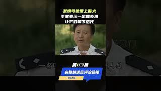 为提高警犬质量，让狼和警犬杂交有多难，还得让它们自由恋爱！ (part1/3) #shorts  #aniamls #dog #wolf