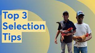 Top 3 Selection Tips