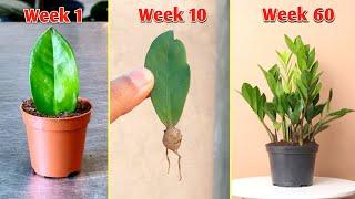 Plant Propagation for BEGINNERS with Results! - ZZ Plant Propagation (Zamioculcas zamiifolia)