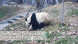 Panda Mom Throws Away Her Kid for Fun | iPanda