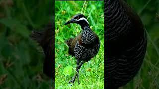 TIKLING CALL SOUND EFFECT | BARRED RAIL #soundeffects #trend #short #viral