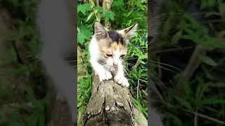 bertemu kucing yang cantik #kucing #cat #kucinglucu #catlover