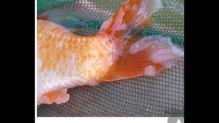 Fungus treatment - redness and truffles for KOI