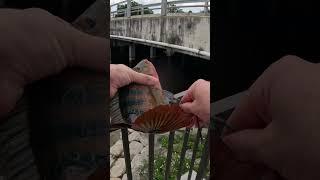 Catching a Mayan cichlid in the canal systems. #fishing #southflorida #freshwater