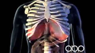 Breathing - 3D Medical Animation || ABP ©