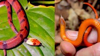 Costa Rica Herping: Rare & Colorful Snakes Revealed!