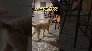 Have a beer with your dog  #dogbar #beer #poodle #dogparks # #cutedog #citydog #nyc