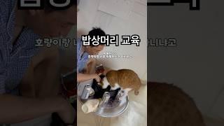 고양이랑 개를 차별하는 아빠 통키랑 호랭이 차별심한 아부지#고양이#길냥이입양#치즈냥이#개냥이#반려동물#cat#catlovers #사지말고입양하세요