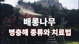 백일간 꽃이피는 배롱나무 진딧물 흰가루병 깍지벌레 방제방법 관리방법