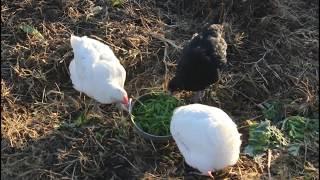 Chickens and Sheep at Work in The Garden