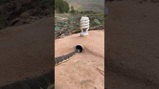 Easy Snake Trap using Light bulbs & hole with pvc#creativesnaketrap #buildsnaketrap
