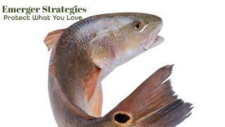 Emerger Strategies’ Carbon Management Services