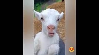 Baby Sheep calling  Goat ️ #goat #sheep #animals #sound #viralvideo #viralshort #viralshorts