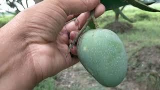 Mithila ka Bombai Aam/Mango/11.6.2021