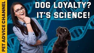 Why are dogs so loyal - 3 scientific reasons