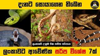 ශ්‍රී ලංකාවට ආවේණික සර්ප විශේෂ 7ක් - 7 Endemic Snakes In Sri Lanka | Sri Lankan Snakes