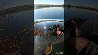 Щука #fishing #спінінг#рибалка