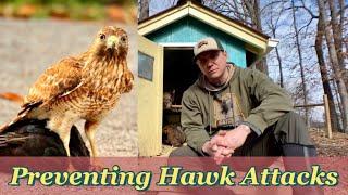 Deterring Hawks from your Chickens!