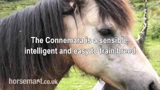 The Horsemart breed guide to Connemara