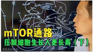 不想老就得长的慢甚至暂停生长：mTOR的抑制(下)