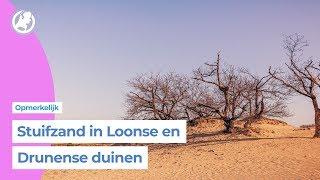 Hitte zorgt voor stuifzand in de Loonse- en Drunense duinen